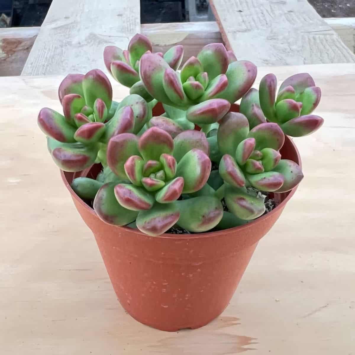  Sedum lucidum, Obesum grows in a plastic pot.