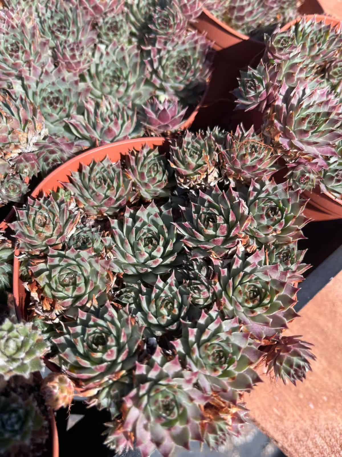 Sempervivum calcareum grows in a plastic pot.