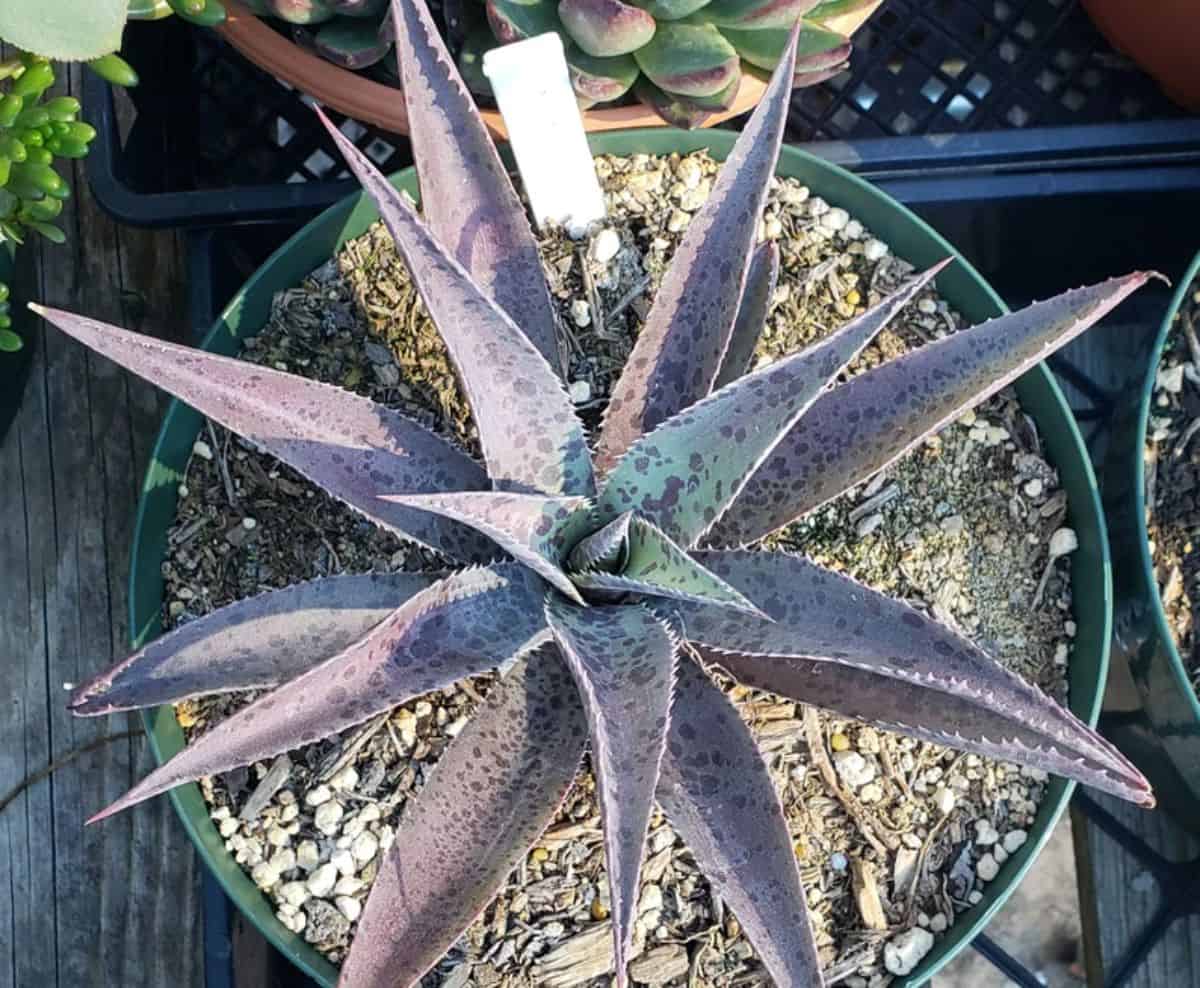 Mangave Bloodspot variety grows in a pot.