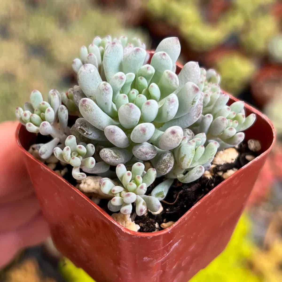 Graptopetalum Blue Beans in a plastic pot.