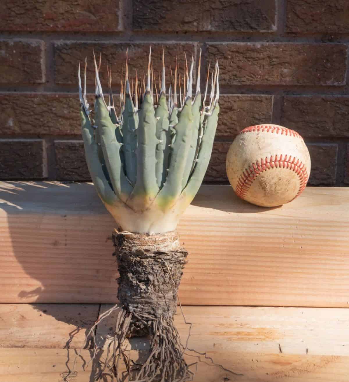 Clark Mountain Agave bare root.