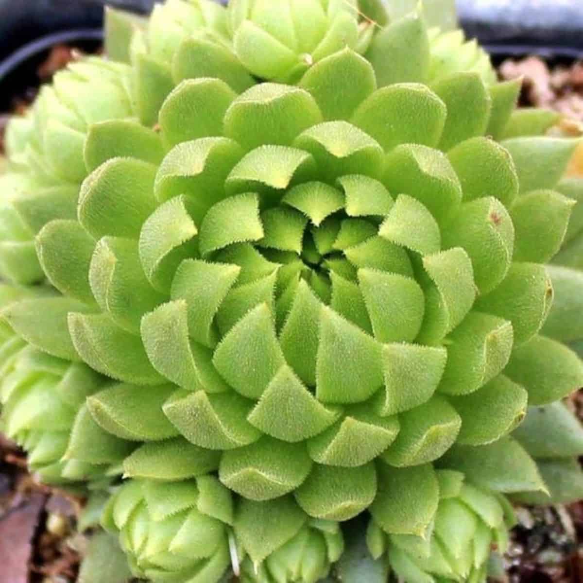 Sempervivum Key Lime Kiss variety.