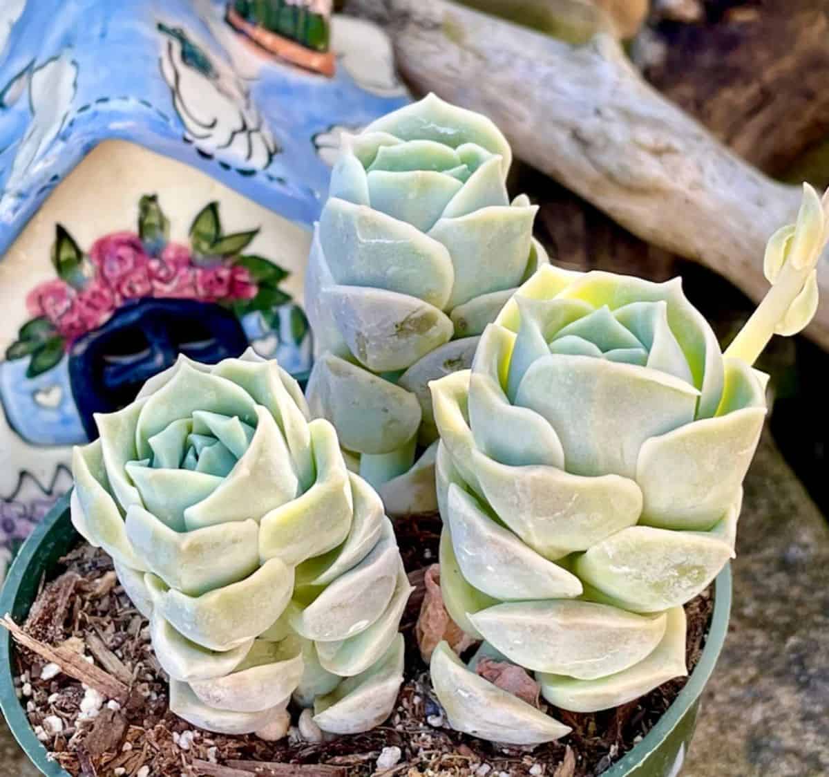 Graptoveria lovely rose in a green pot.