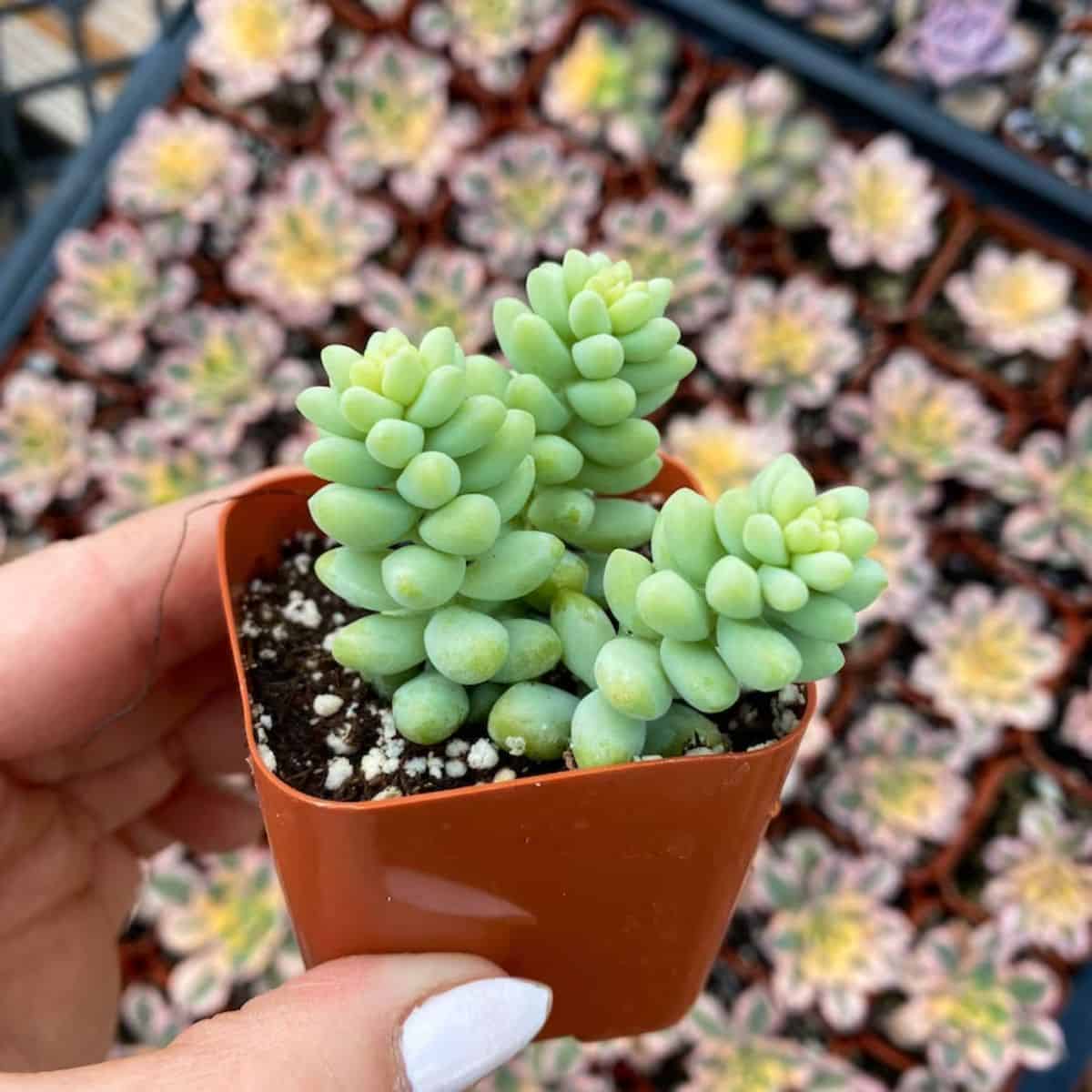 Sedum morganianum grows in a pot held by hand.