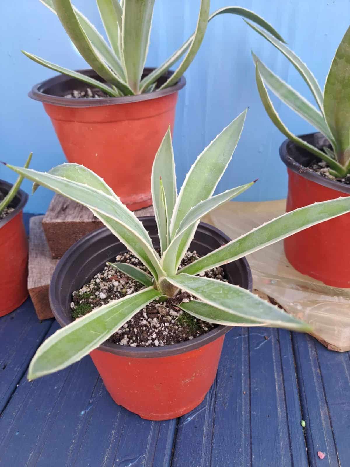 Caribbean Agaves in red pots.