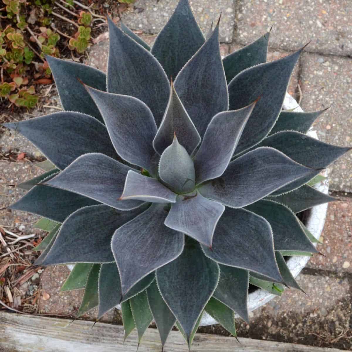 Mangave Lavender Lady variety grows in a pot.