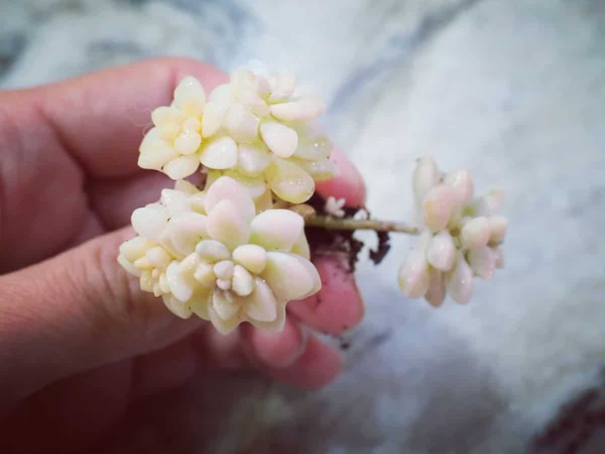 Graptopetalum Mirinae held by hand.