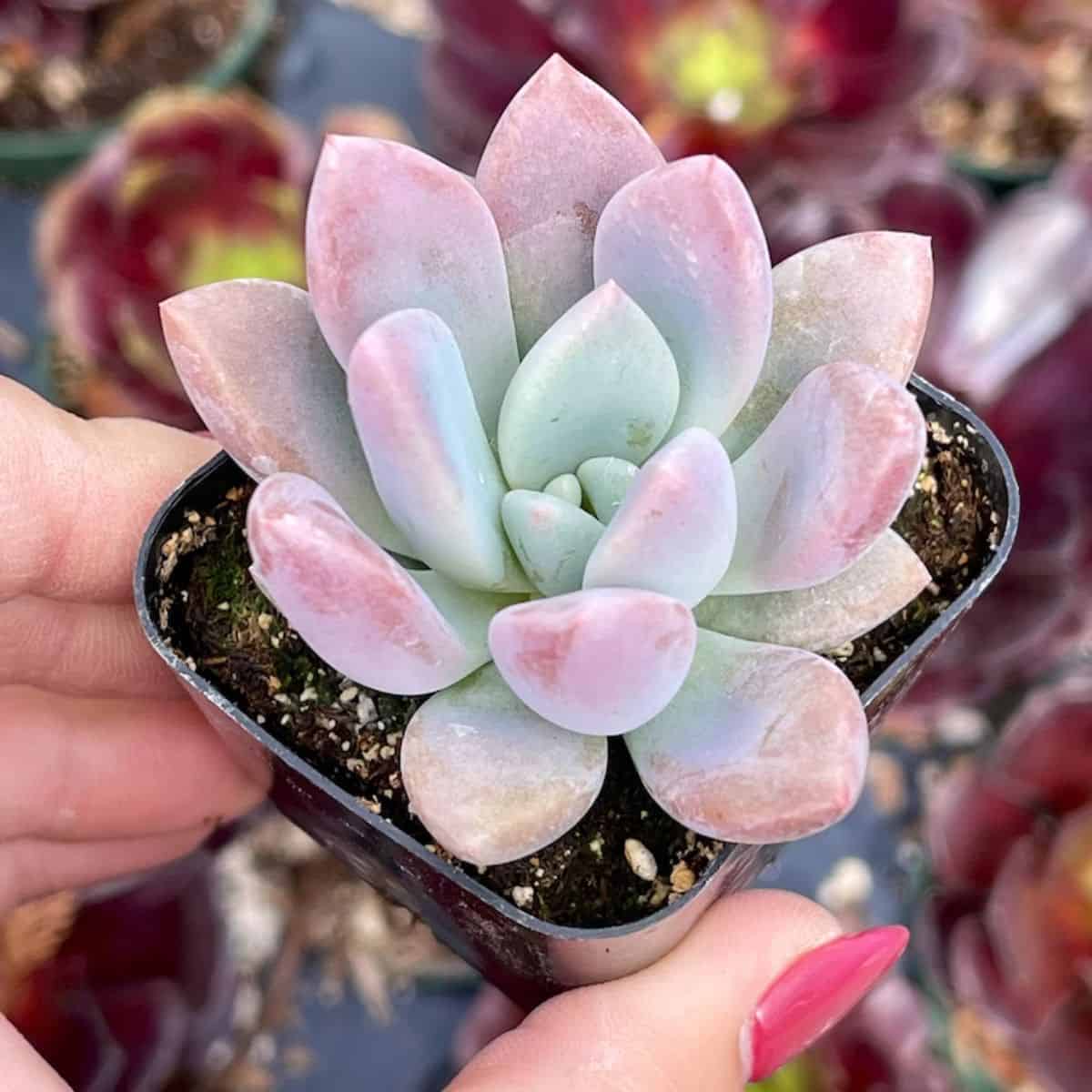 Graptoveria  Opalina in a tiny pot held by hand.