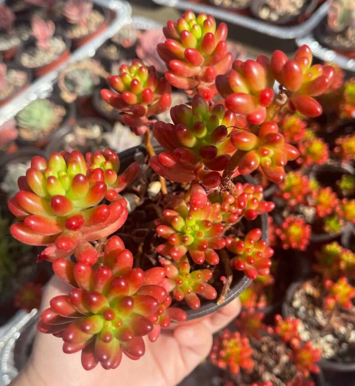 Sedum rubrotinctum grows in a pot held by hand.