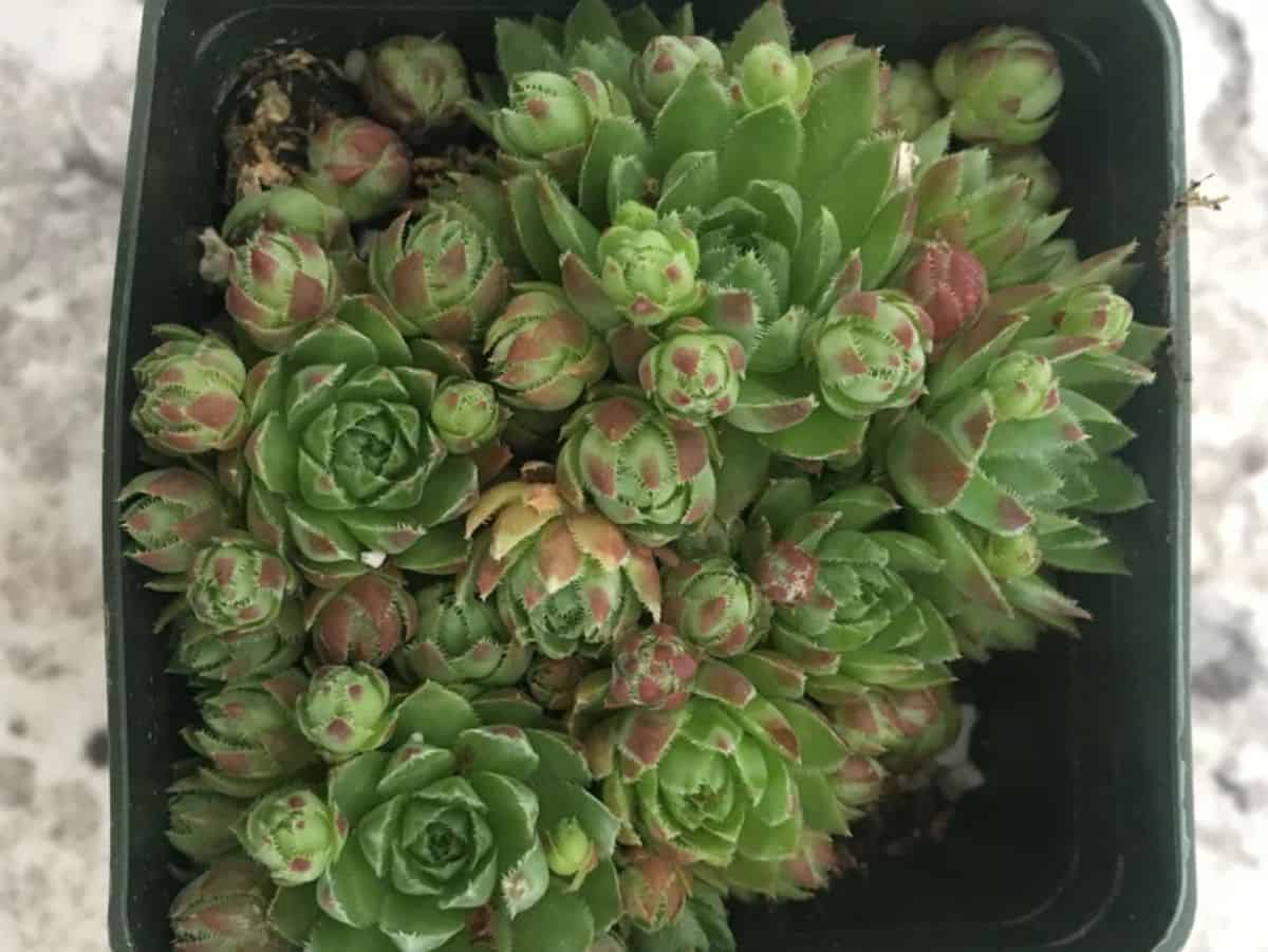 Sempervivum globiferum grows in a plastic pot.