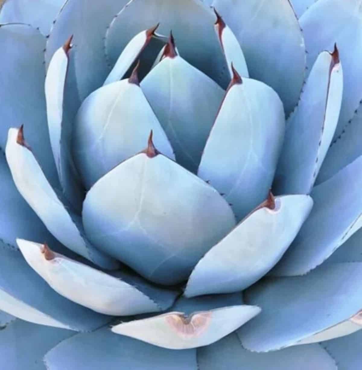 Artichoke Agave