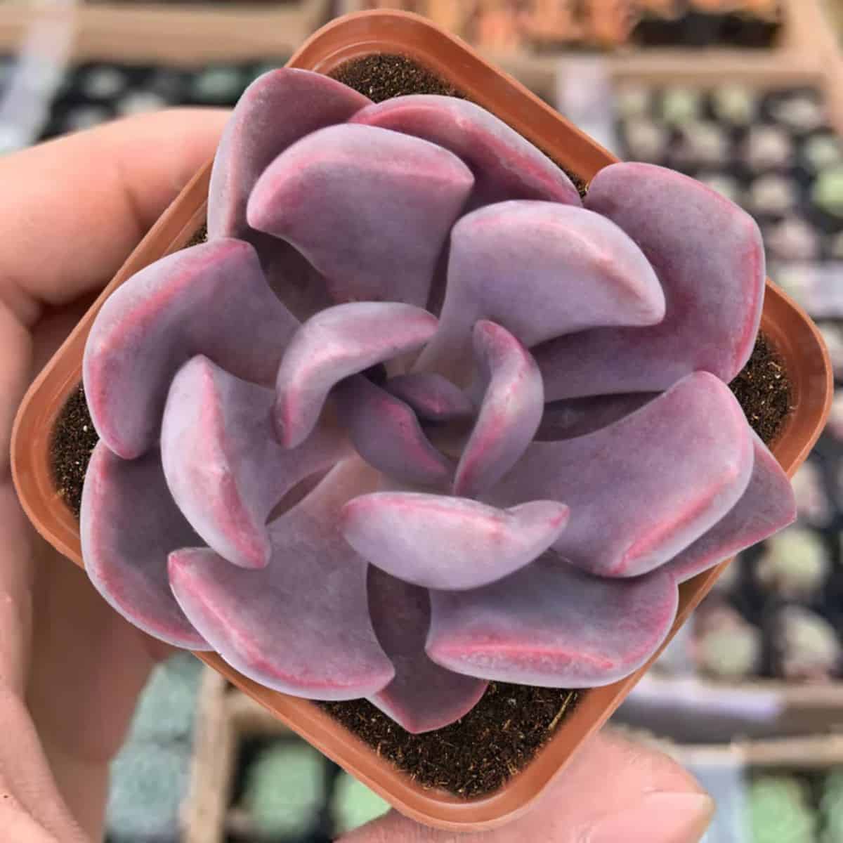 Graptoveria  Debbie in a small pot held by hand.