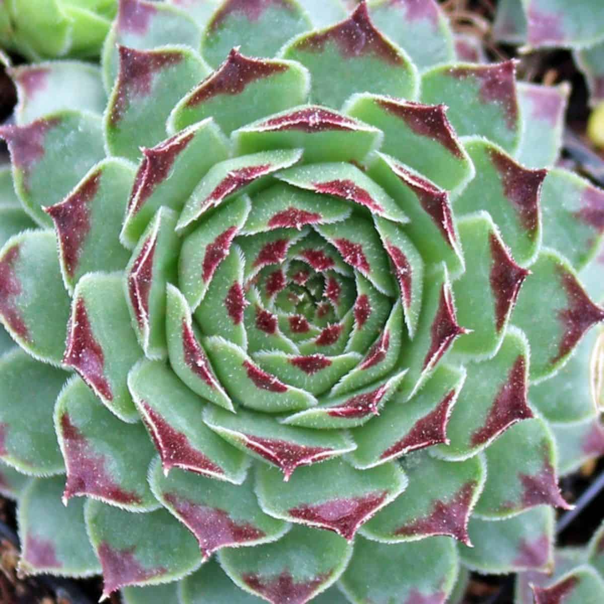 Sempervivum Mint Marvel variety.