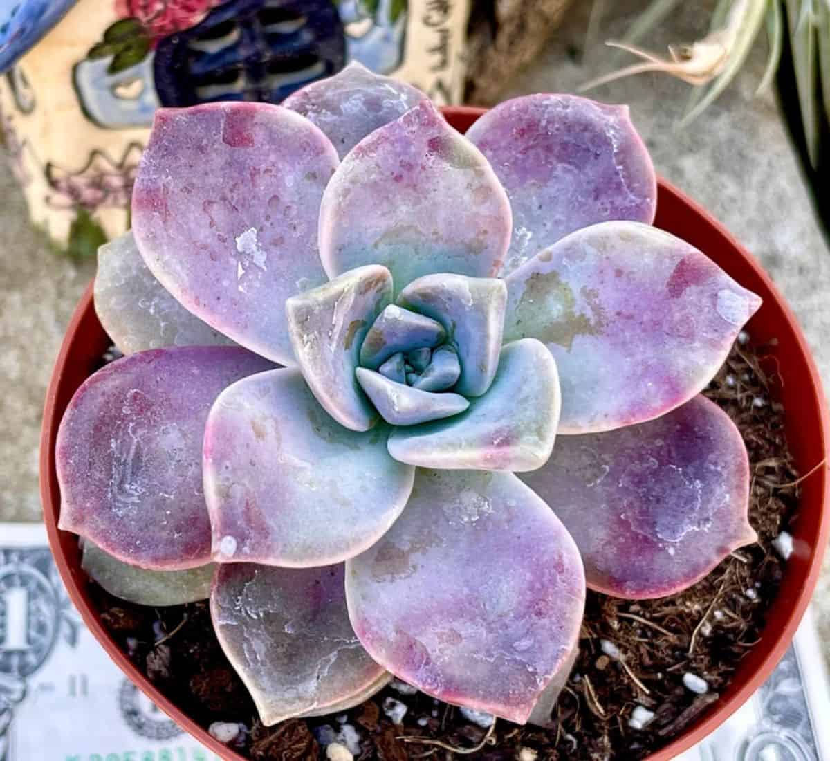 Graptopetalum Purple Delight in a plastic pot.
