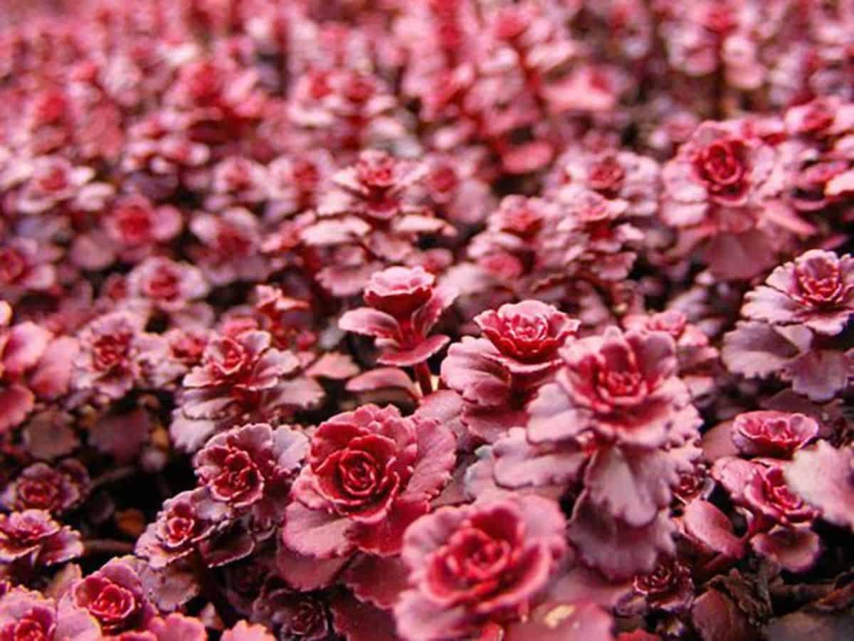 Sedum spurium beautiful red foliage.