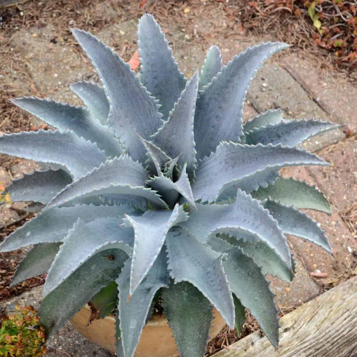 Mangave Silver Fox variety grows in a pot.