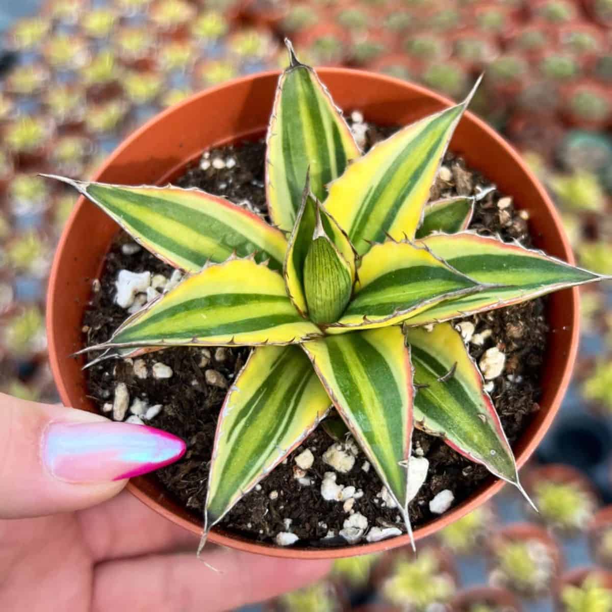 Agave lophantha in a plastic pot held by hand.