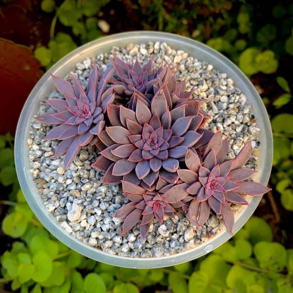 Graptopetalum rusbyi in a pot.