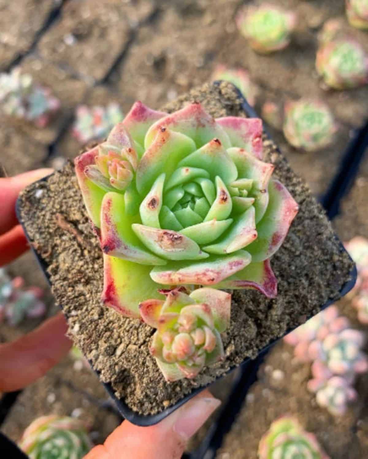 Graptoveria Jadeita in s black pot held by hand.