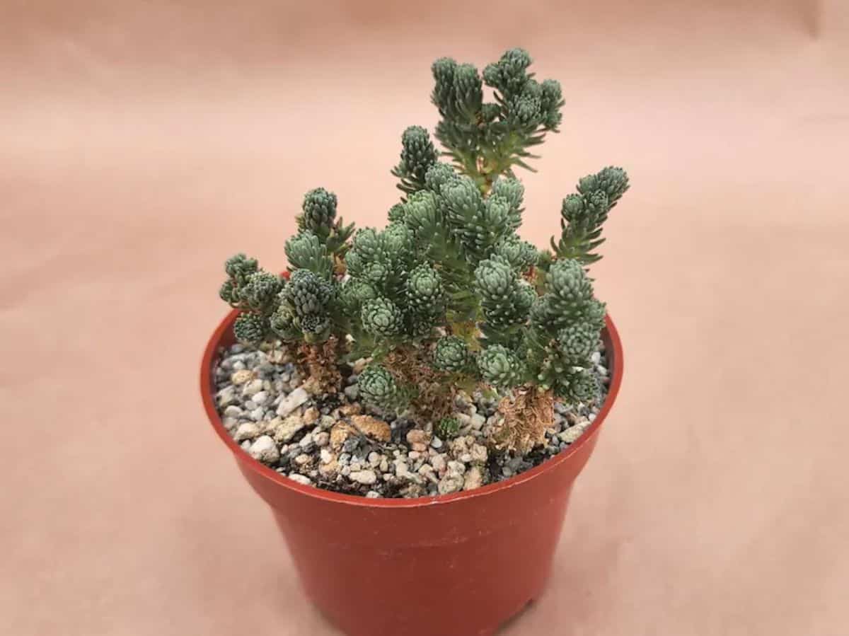 Sedum multiceps grows in a plastic pot.