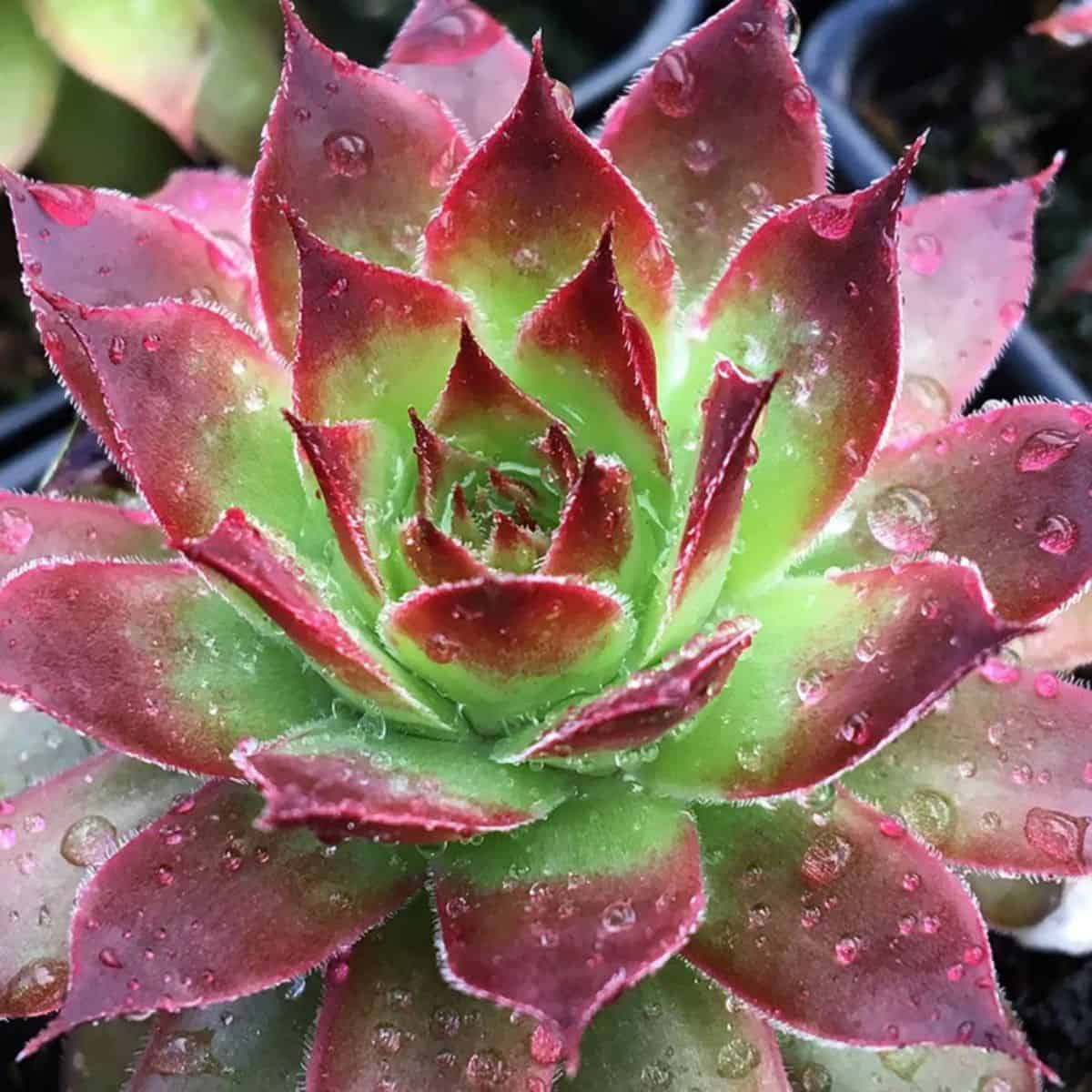 Sempervivum Strawberry Kiwi variety grows in a plastic pot.