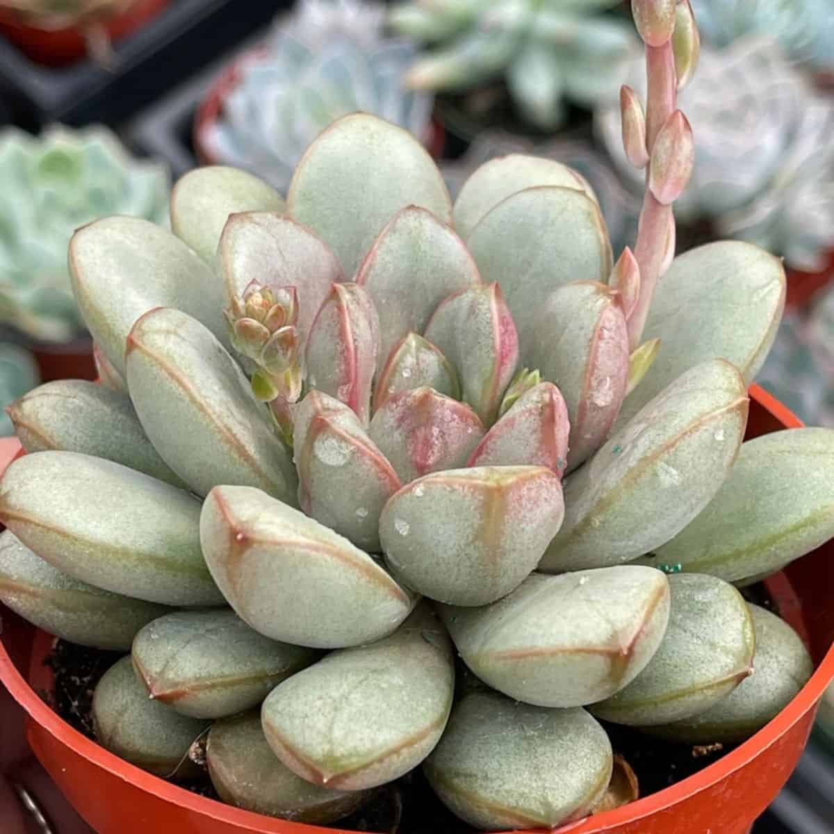 Graptoveria  Amethorum in a plastic pot.