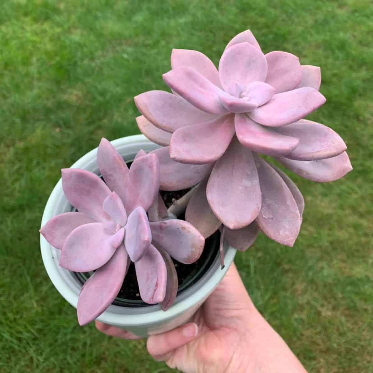 Graptopetalum Murasaki in a ceramic pot held by hand.