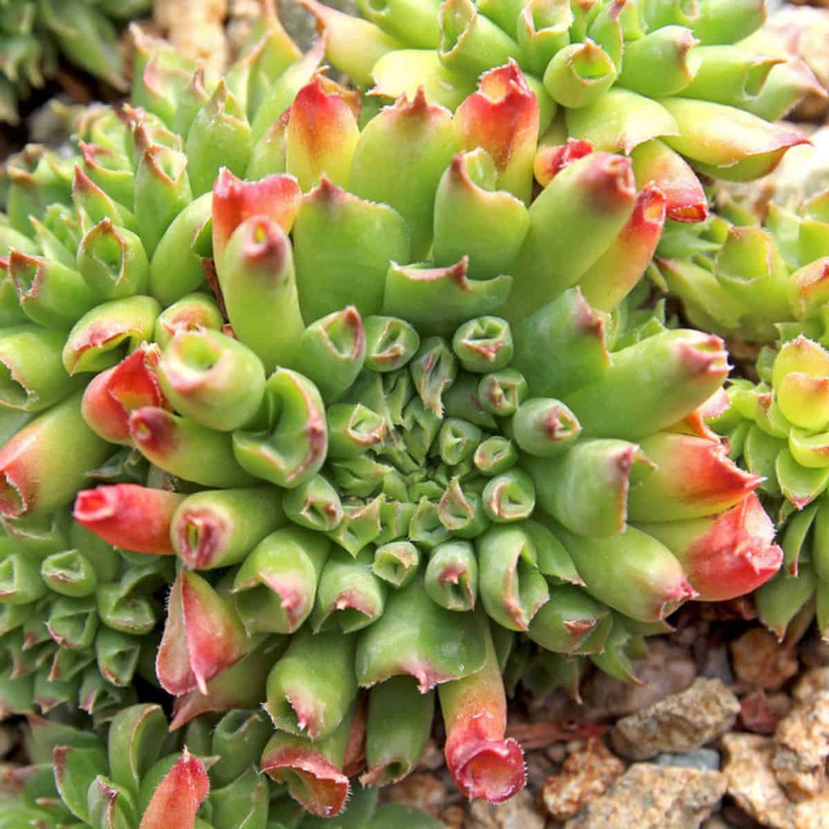 Sempervivum Oddity variety.