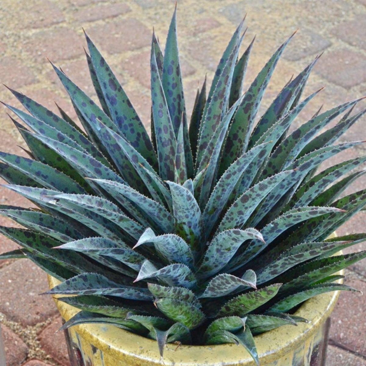 Mangave Pineapple Express variety grows in a pot.