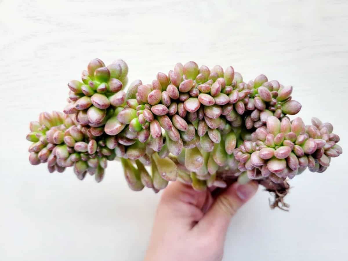 Sedum lucidum held by hand.