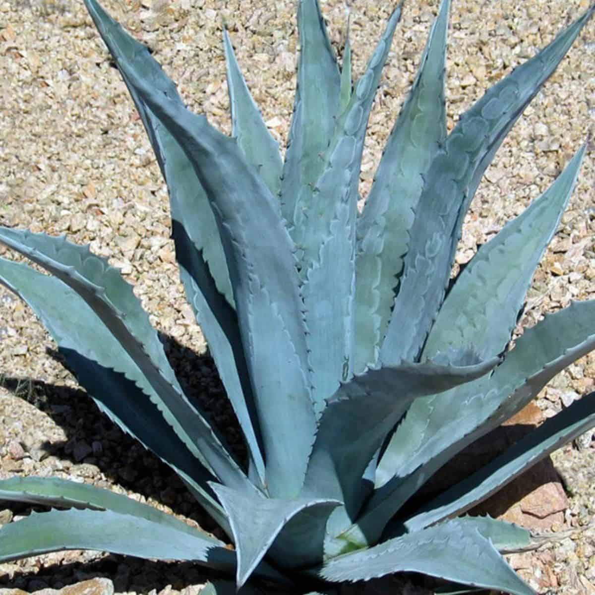 Blue Agave