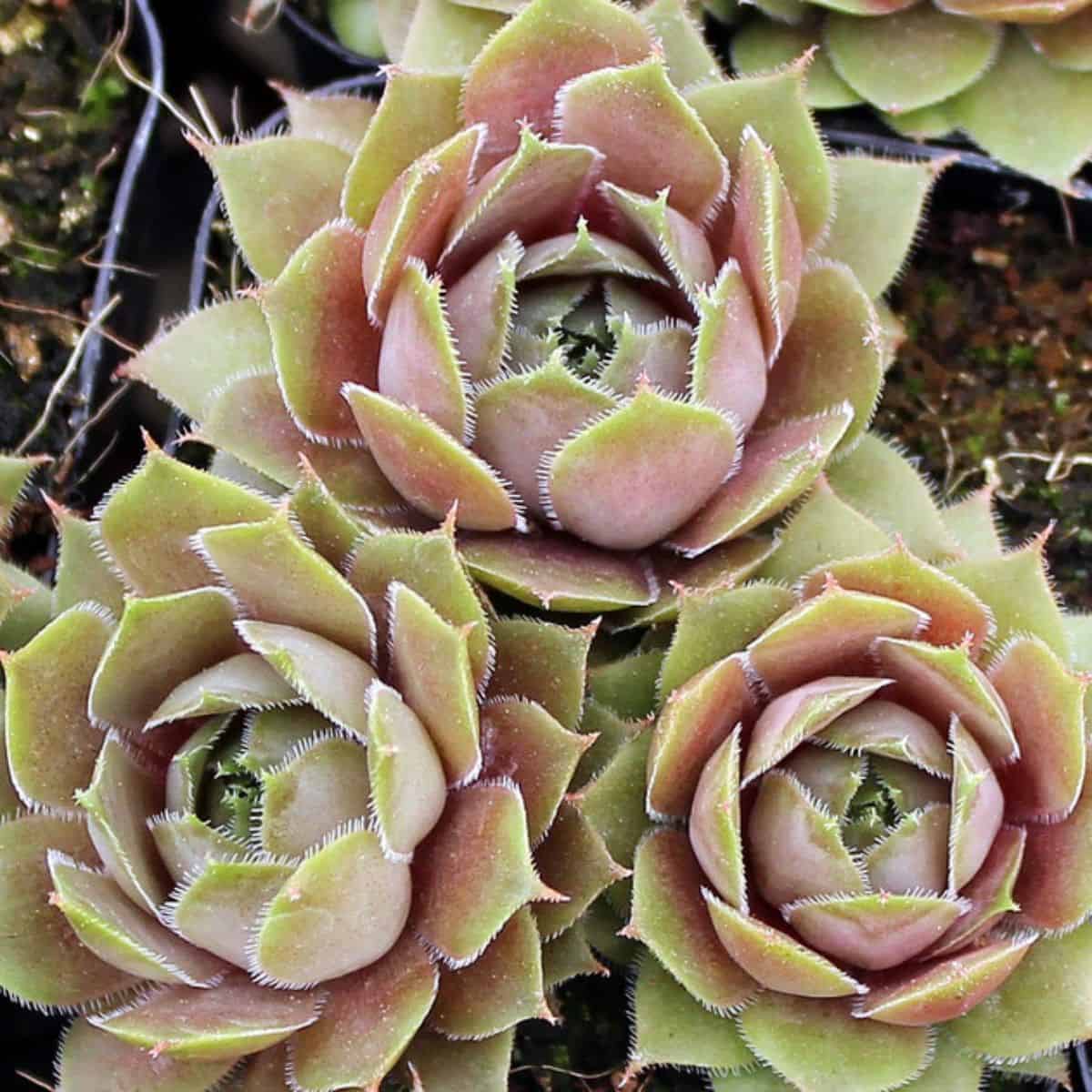 Sempervivum Desert Bloom variety.