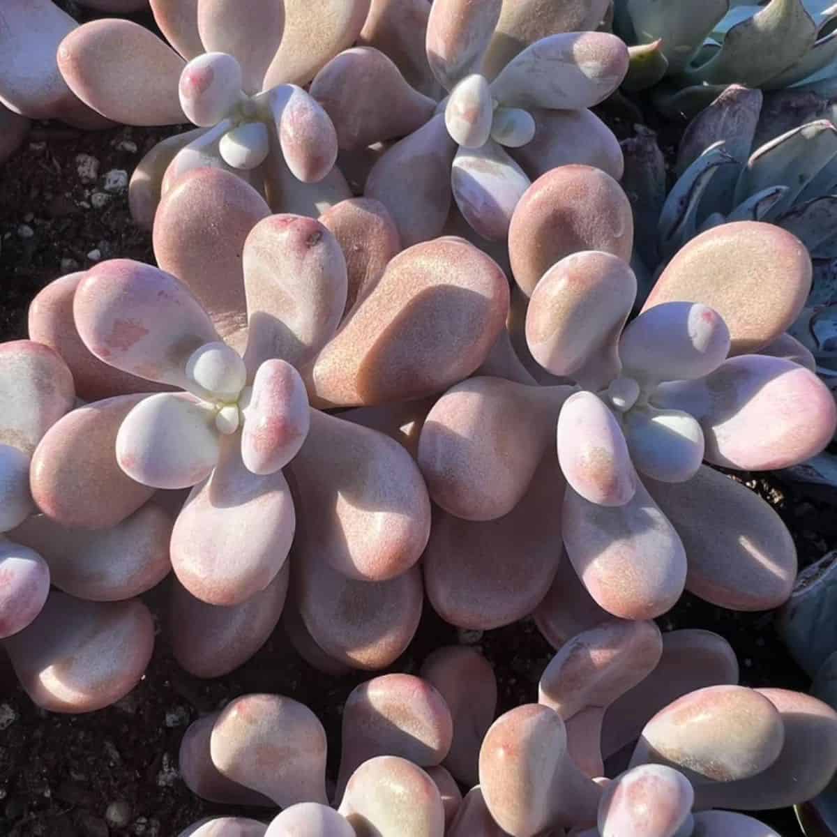 Graptopetalum amethystinum