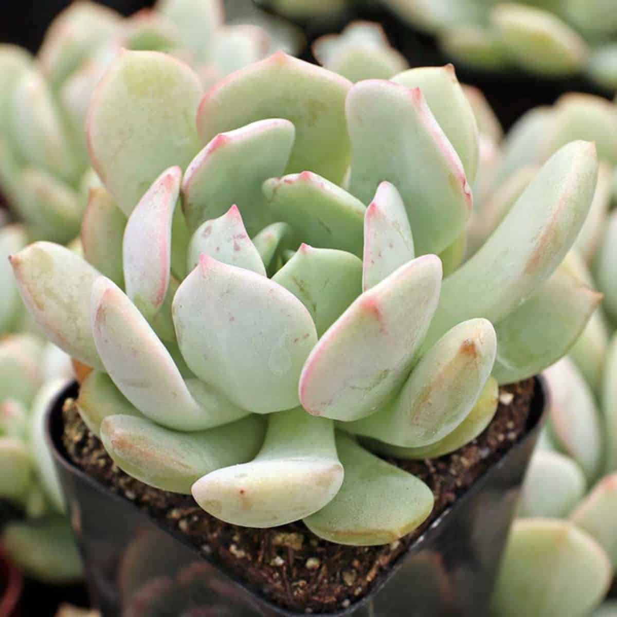 Graptoveria  A Grim ONe variety in a plastic pot.