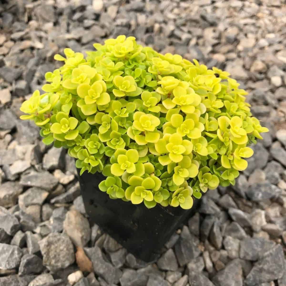 Sedum makinoi grows in a black pot.