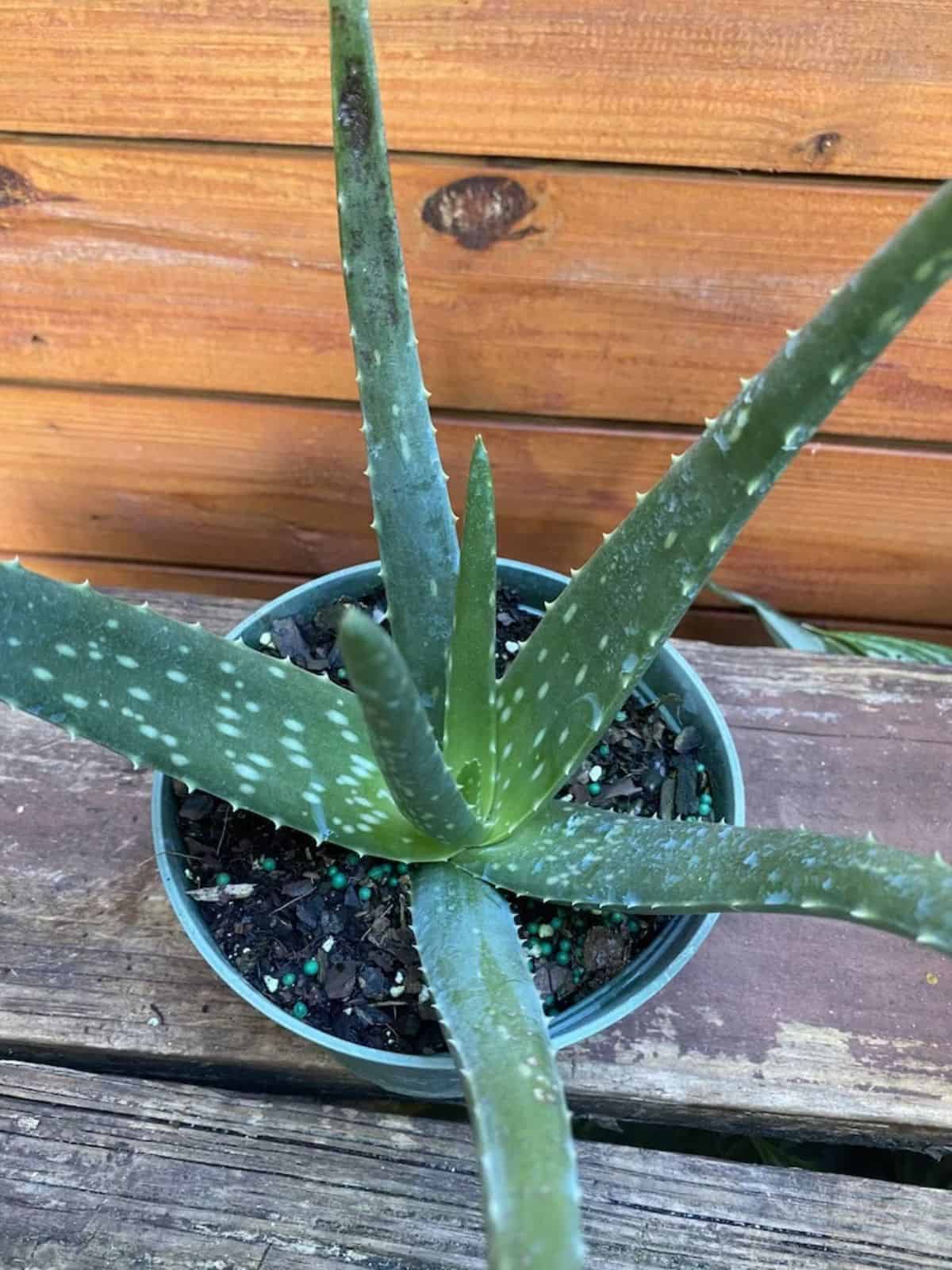 Aloe vera grows in a green pot.