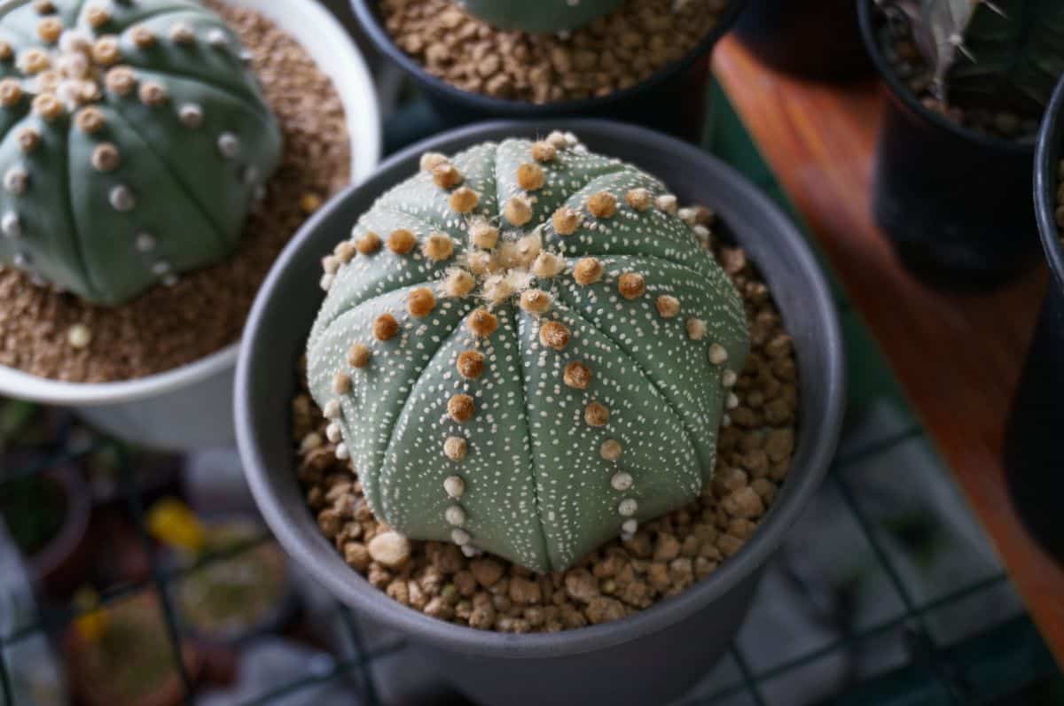 Astrophytum asterias grows in a plastic pot.