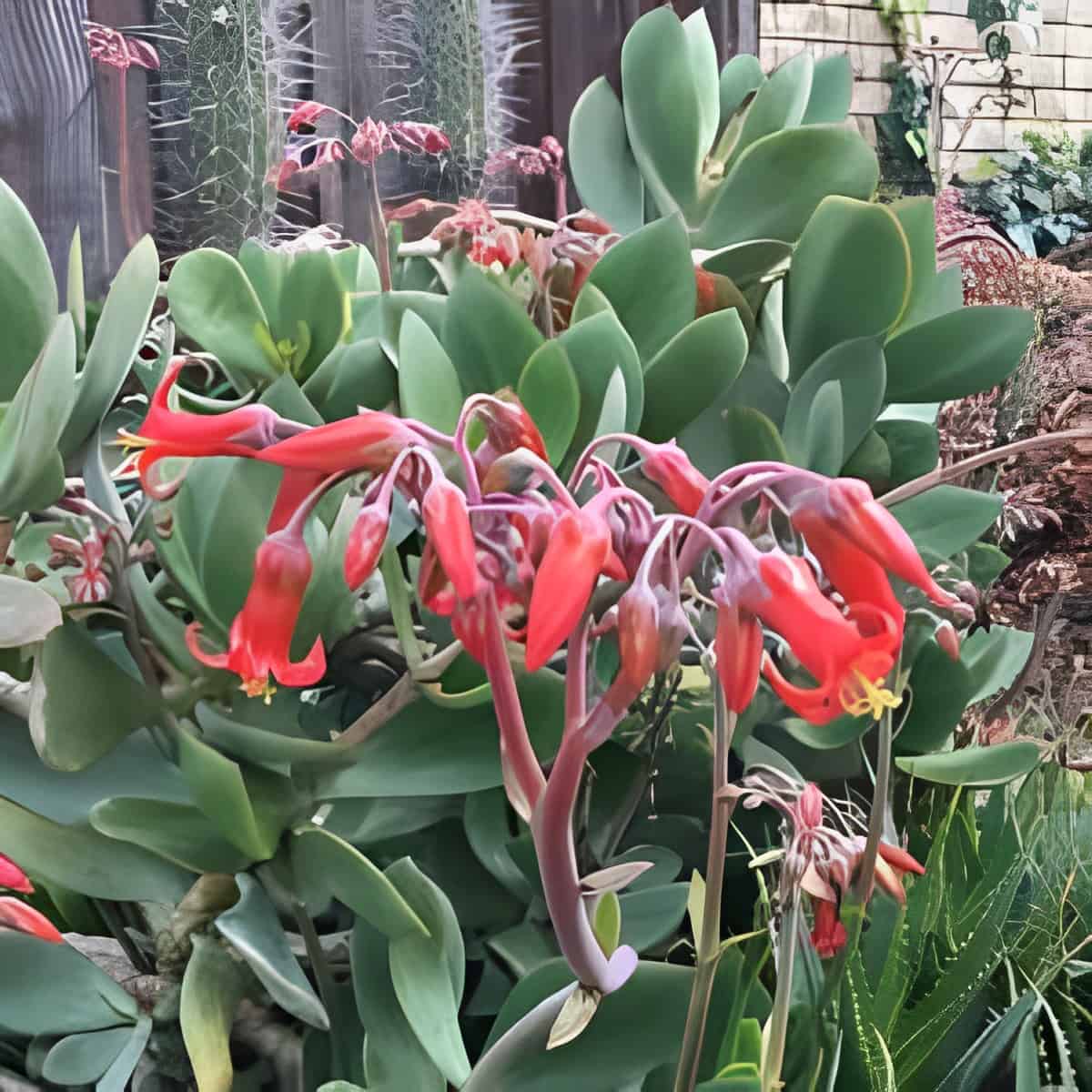 Cotyledon orbiculata 'Winter Red' in red bloom.