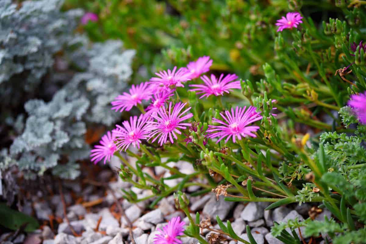 Delosperma cooperi in violet bloom.