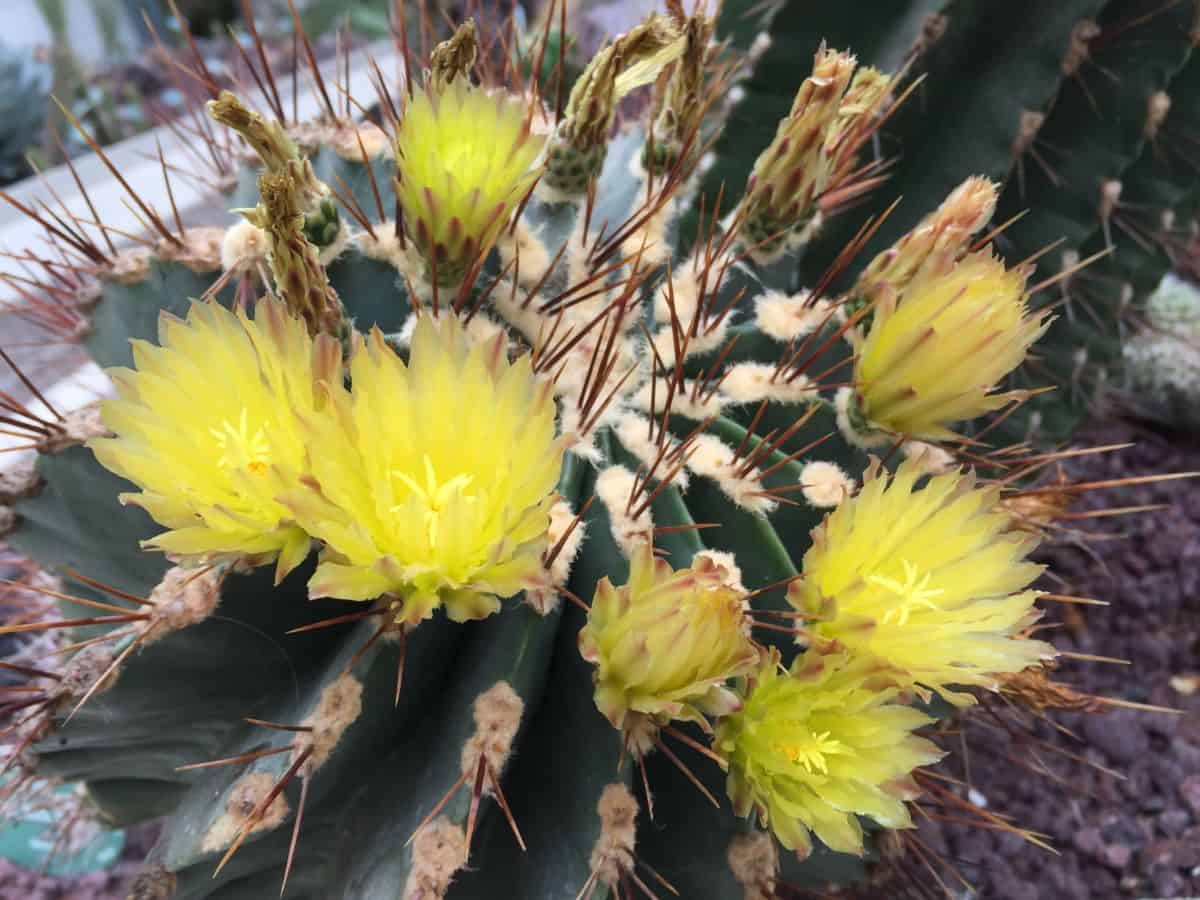 Ferocactus victoriensis with yellow flowers.