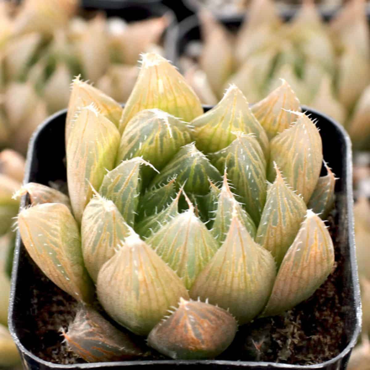 Haworthia cooperi grows in a plastic pit.