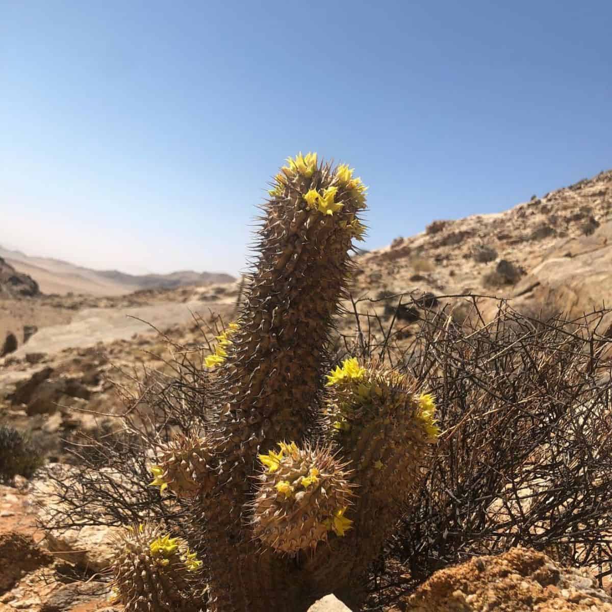 Yellow-blooming Hoodia alstonii grows in a desert.