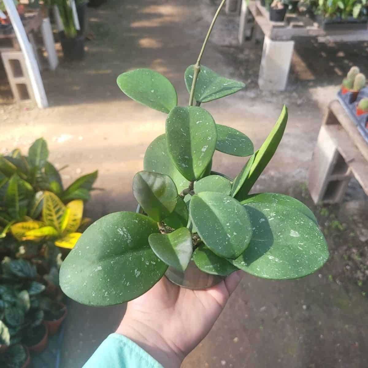 Hoya obovata grows in a pot held by hand.