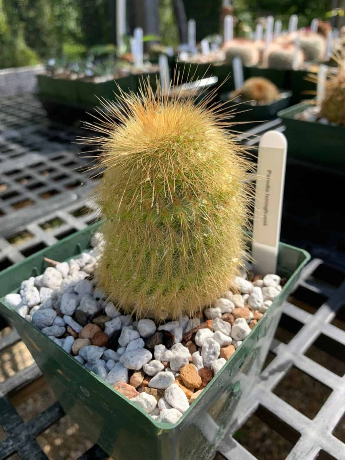 Notocactus leninghausii grows in a plastic pot.