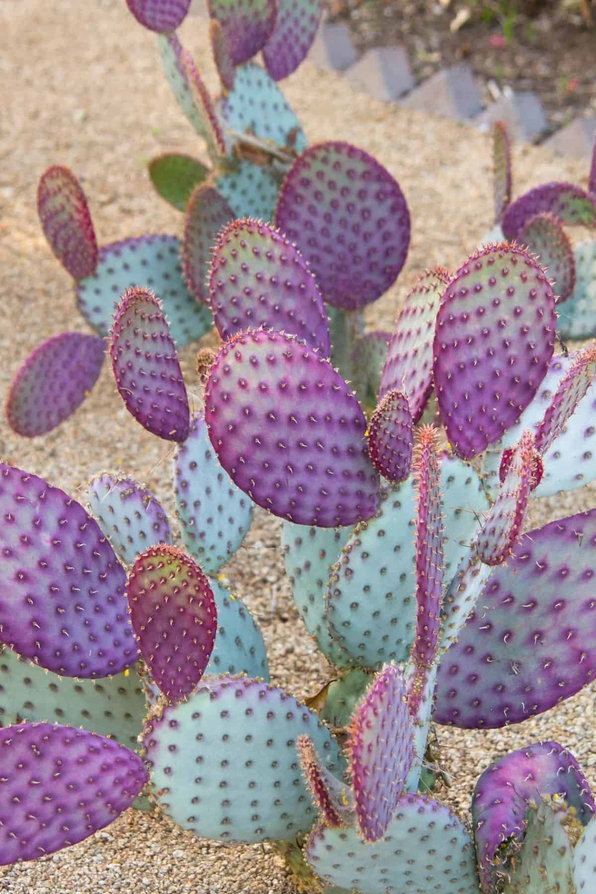 Opuntia santa-rita grows outdoor.