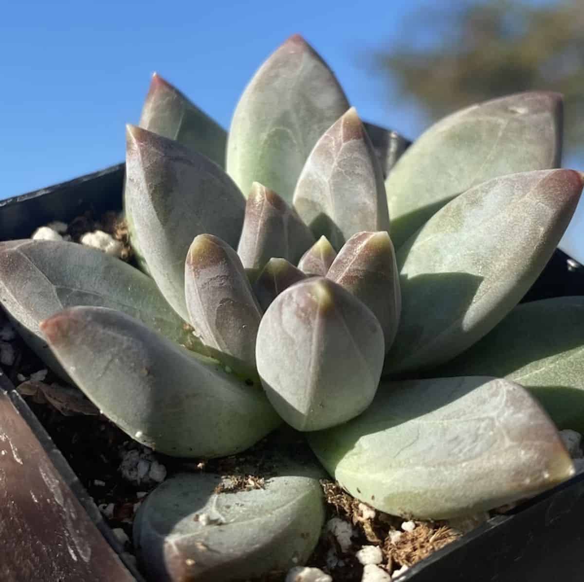 Pachyphytum compactum grows in a pot.