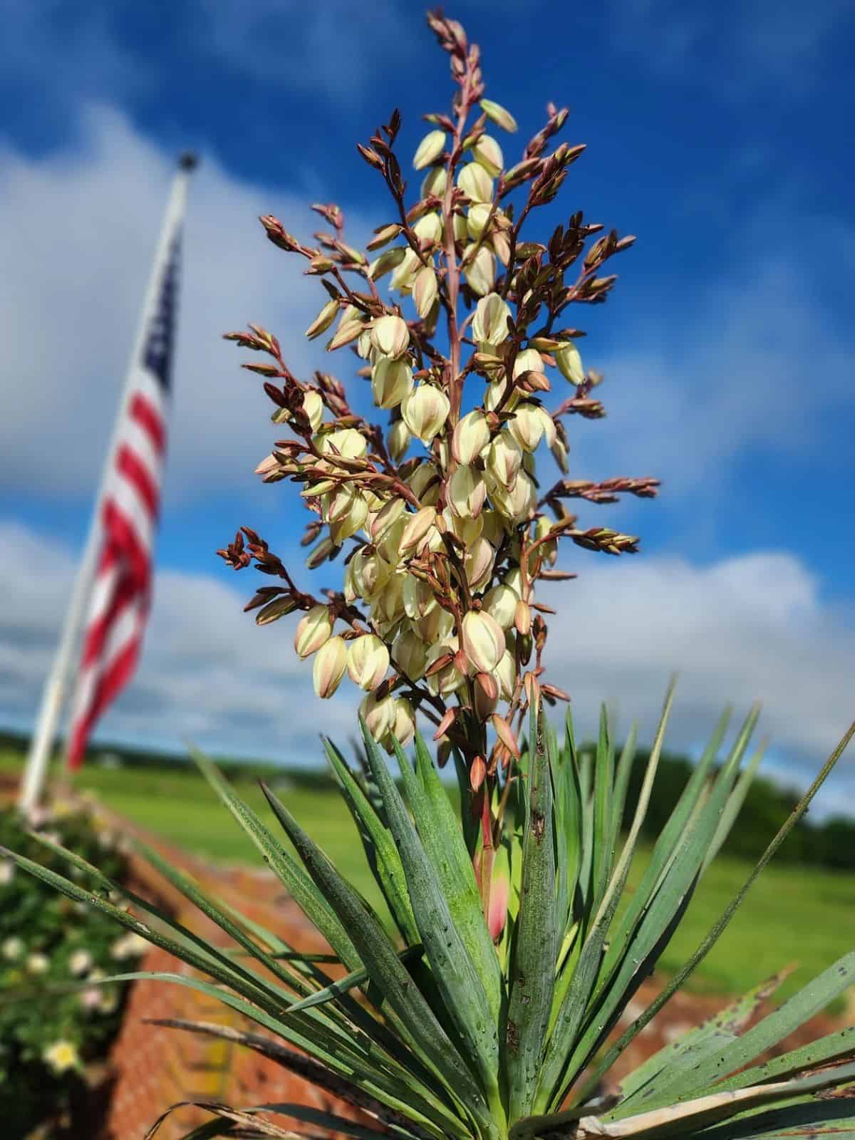 Yucca Filamentosa in white bloom grows outdoor.
