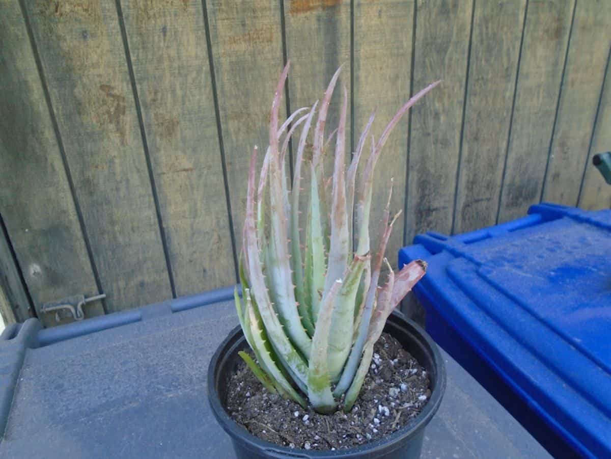 Aloe Blue Elf grows in a plastic pot.