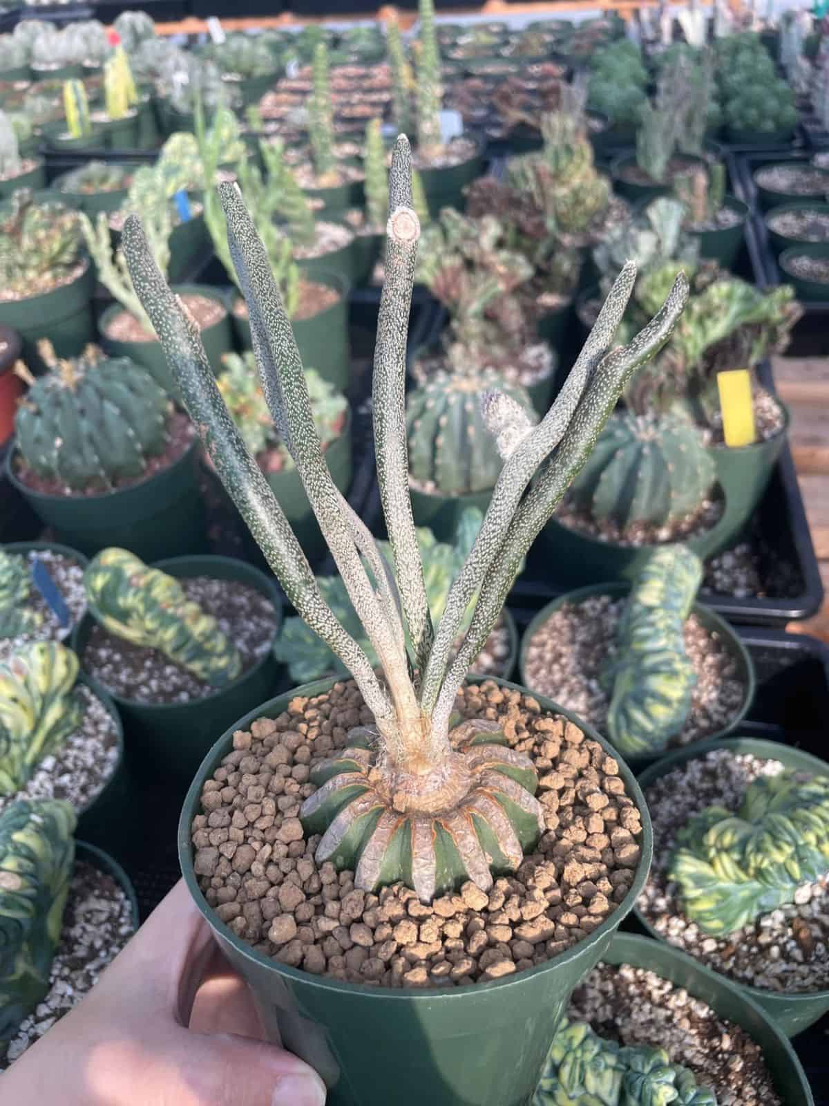 Astrophytum caput-medusae grows in a green pot held by hand.