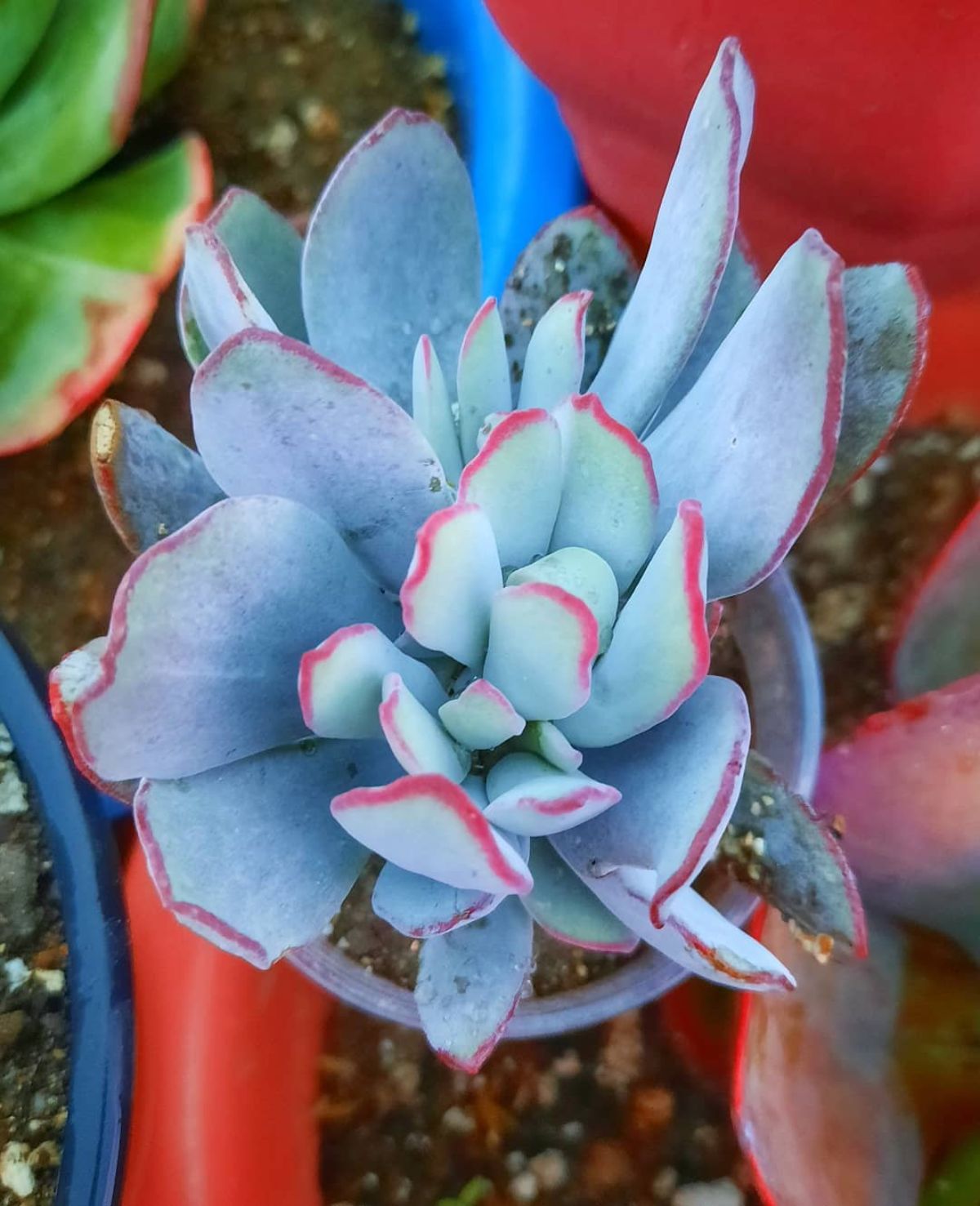 Cotyledon orbiculata 'Huisrivier Pass' grows in a pot.